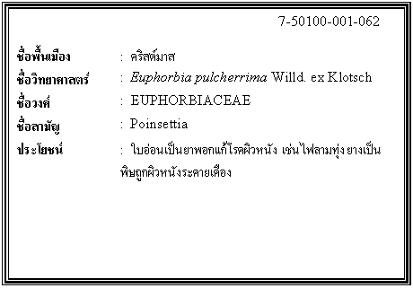 กล่องข้อความ: 7-50100-001-062 ชื่อพื้นเมือง : คริสต์มาส ชื่อวิทยาศาสตร์ : Euphorbia pulcherrima Willd. ex Klotsch ชื่อวงศ์ : EUPHORBIACEAE ชื่อสามัญ : Poinsettia ประโยชน์ : ใบอ่อนเป็นยาพอกแก้โรคผิวหนัง เช่นไฟลามทุ่ง ยางเป็นพิษถูกผิวหนังระคายเคือง